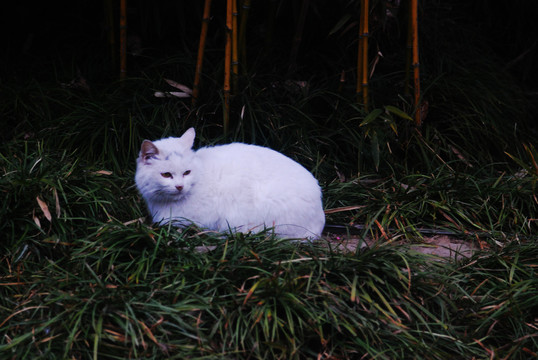 野猫