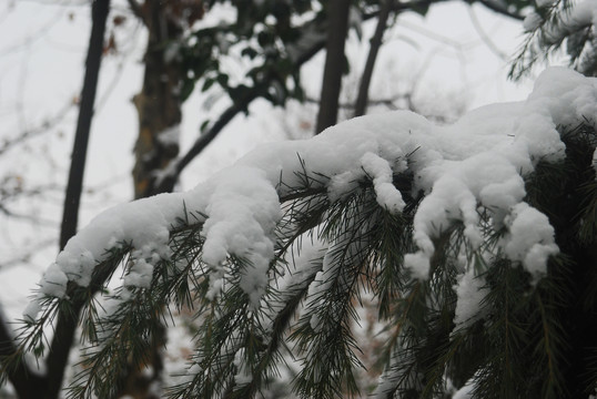 植物雪景