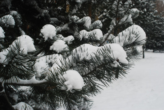 植物雪景