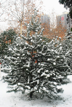 植物雪景