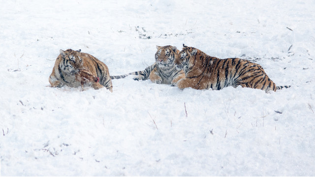 雪中捕食的东北虎