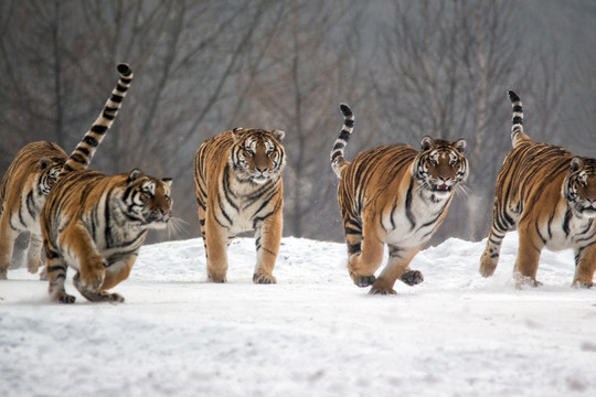 雪中捕食的东北虎