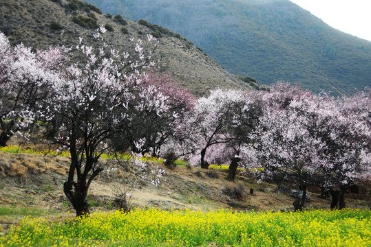 西藏林芝桃花