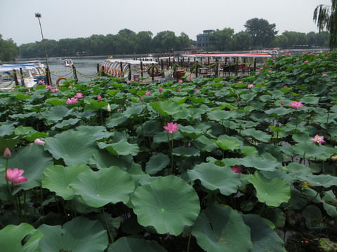 盛夏采莲