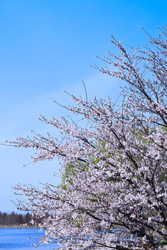 樱花烂漫