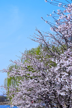 樱花烂漫