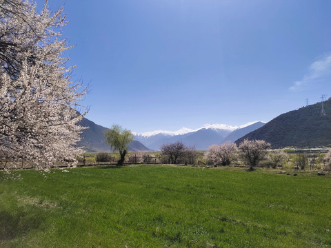 西藏林芝风景