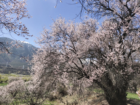 桃花一片