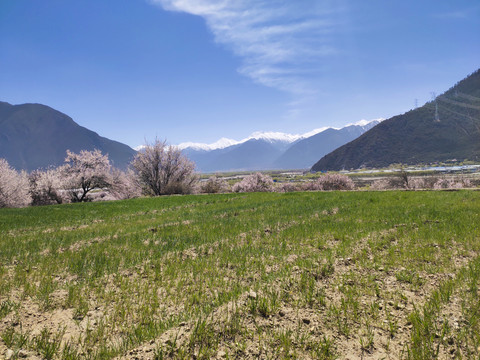 田园全景