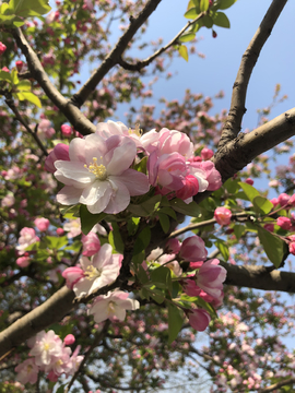 海棠花溪