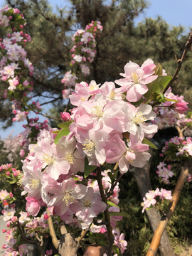 海棠花溪