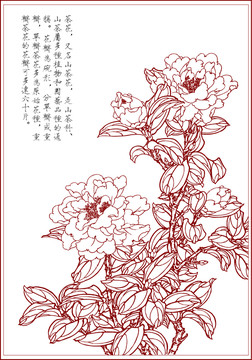 线描花卉茶花