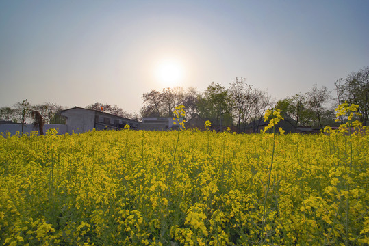 油菜花