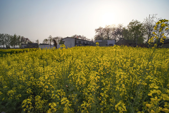 油菜花