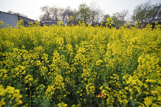 油菜花