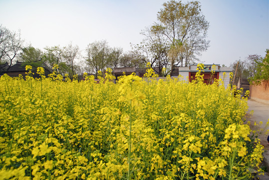 油菜花