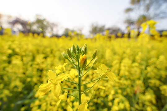 油菜花