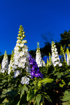 高翠雀花