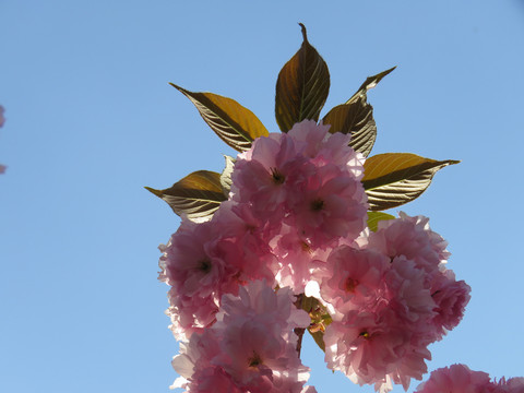 樱花树