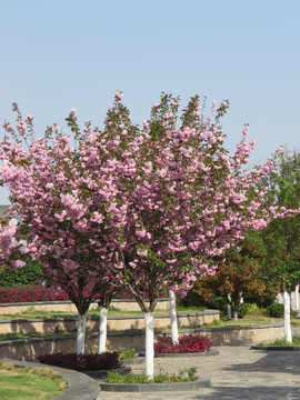 樱花树