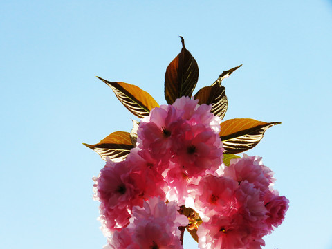 樱花特写