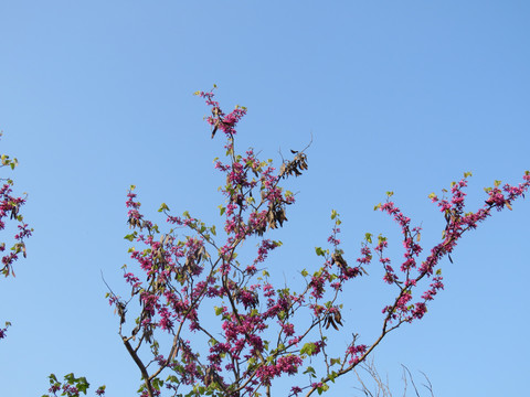 紫荆花