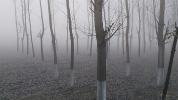 树林雾气