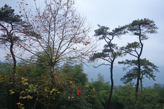 莫干山森林风光