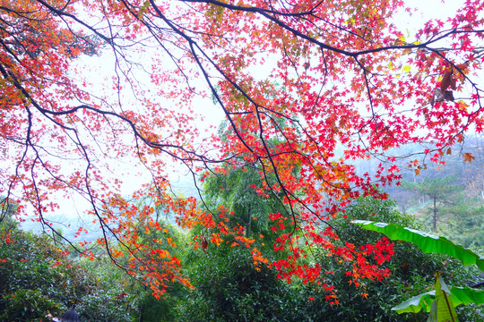 莫干山树木红叶