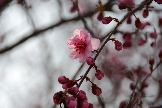 桃花春月