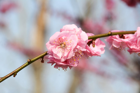 花枝榆叶梅