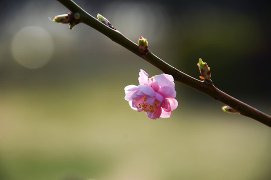 一枝花