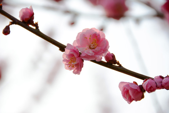 春天里的花朵