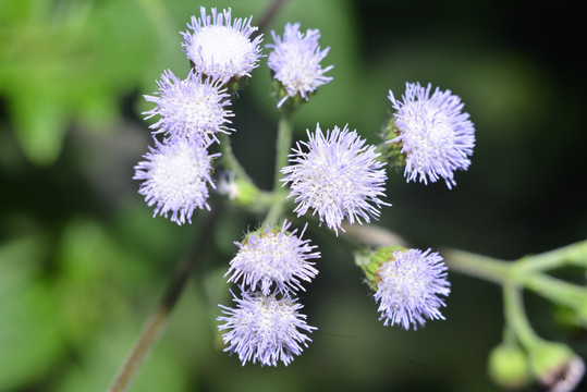 野花