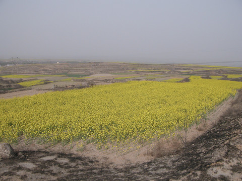 油菜花节