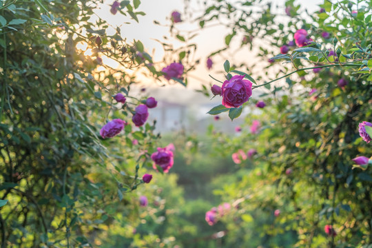 玫瑰花