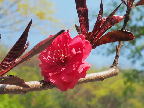 桃花