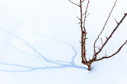 树枝在雪地上投射美丽的影子