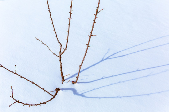 树枝在雪地上投射美丽的影子