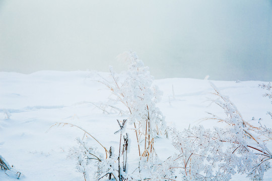 日出前松花江边大雪和结霜的草丛