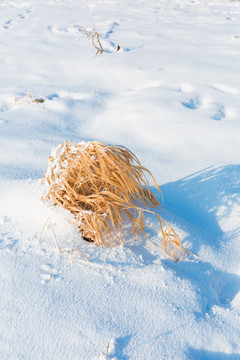 大雪过后