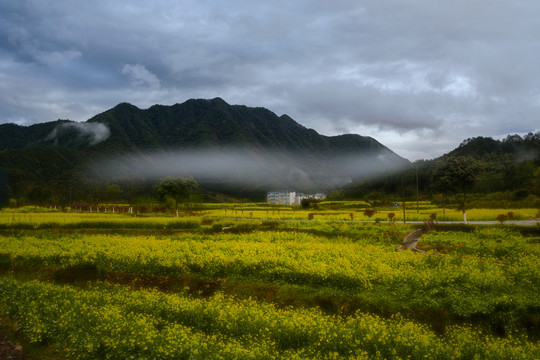 油菜花