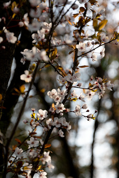 樱花树