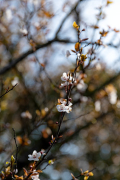 阳光樱花