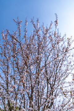 樱花蓝天