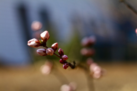 桃花