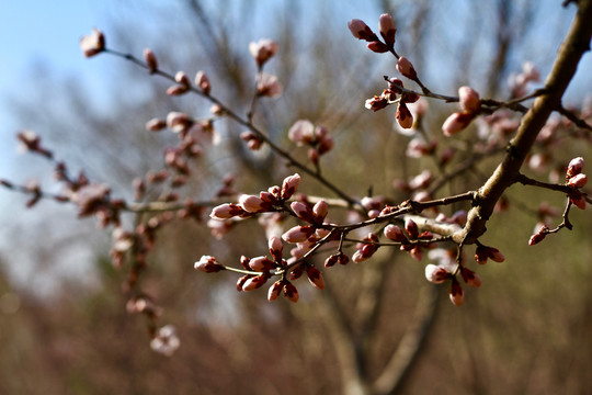 桃花