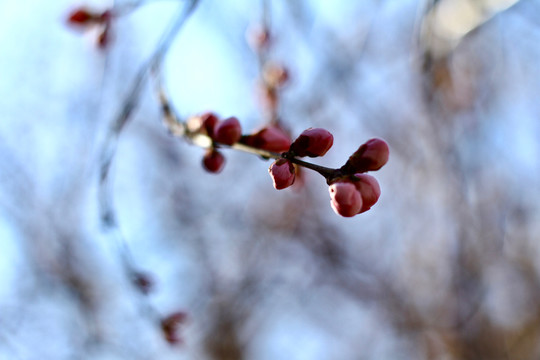 桃花