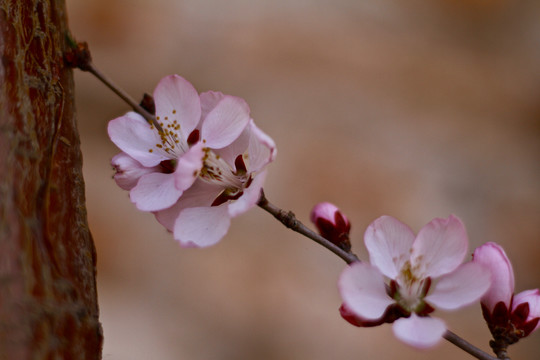 山桃花