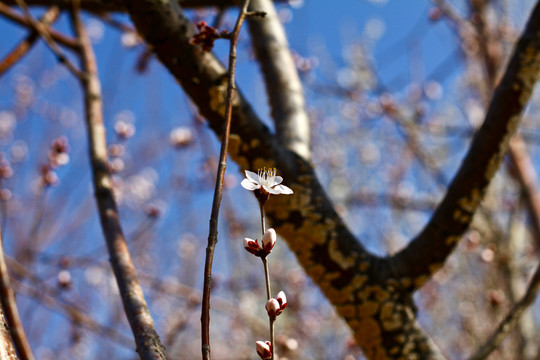 山桃花